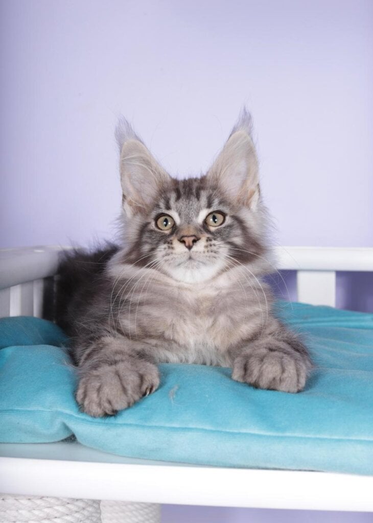 Onix Maine Coon POLY Male (Available) $3450