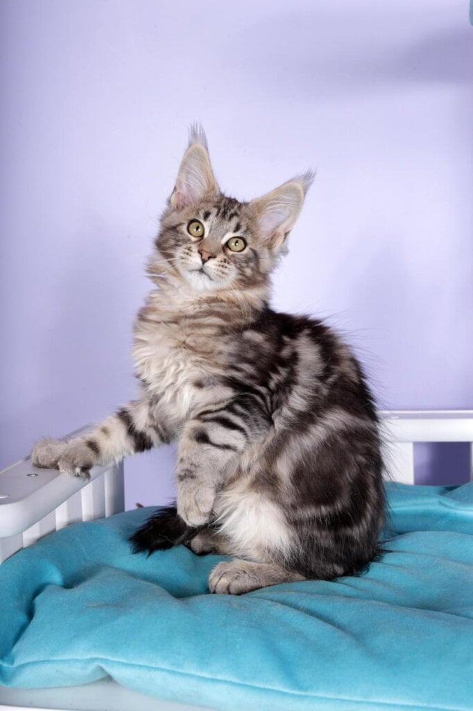 Olympia Maine Coon POLY  Female (Available) $3200