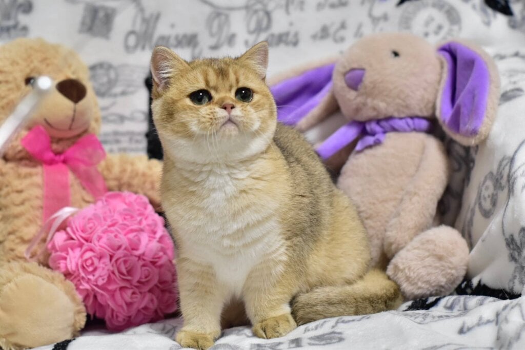 Zara British Shorthair  Female (Available) $2600