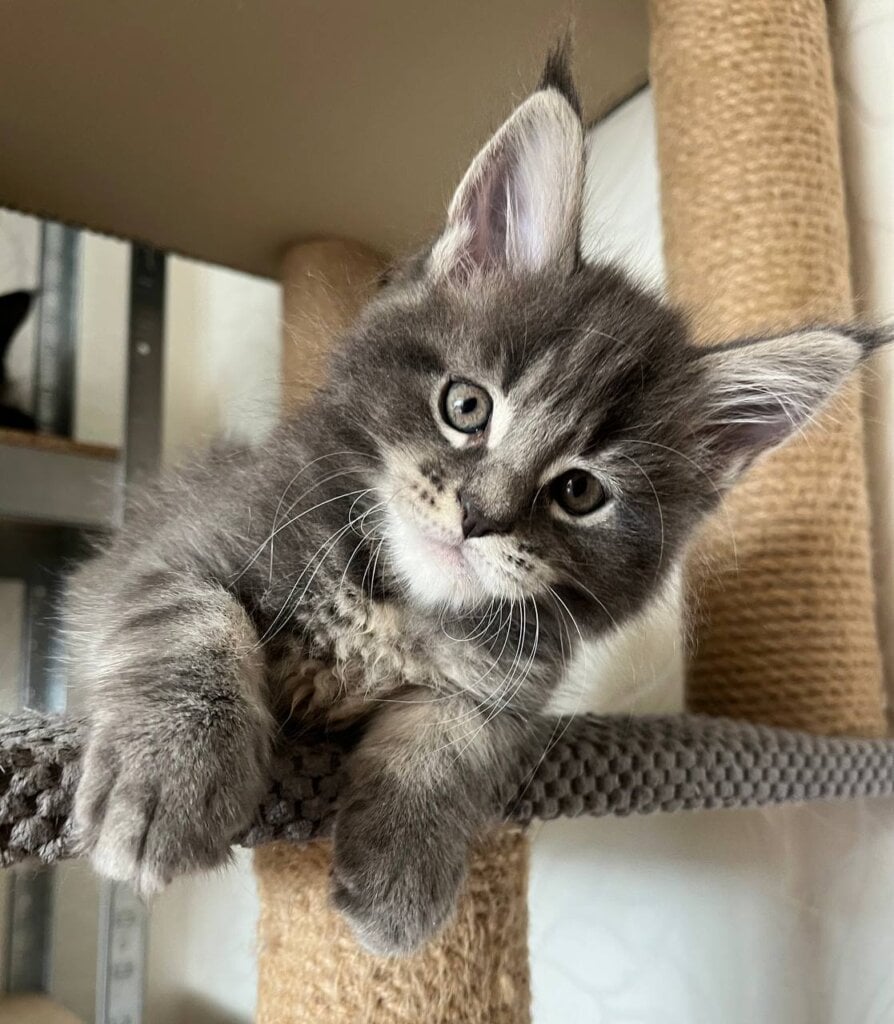 Hugo Maine Coon  Male (Available) 00 - photo 1