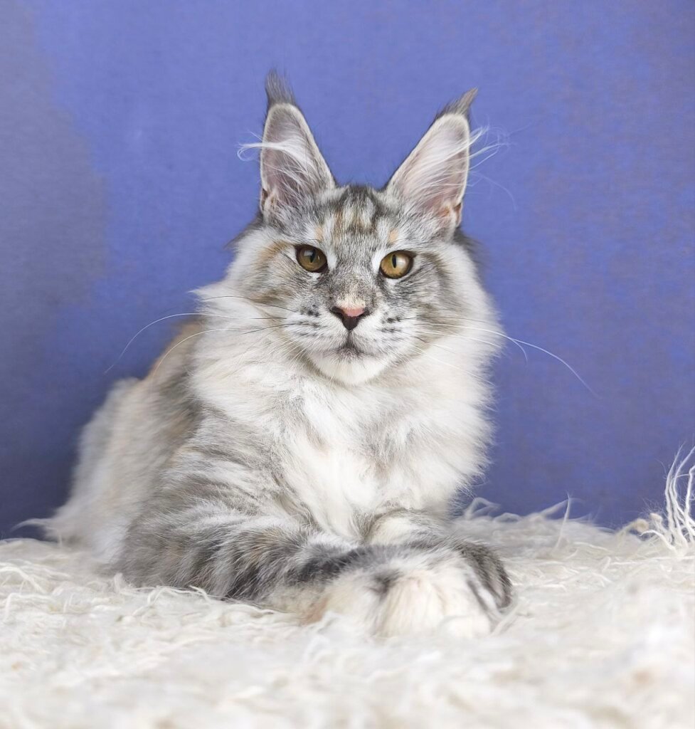 Iddilya Maine Coon Female (Available) $3050
