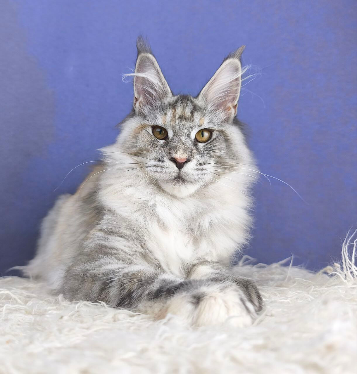 Iddilya Maine Coon Female (Available) $3050