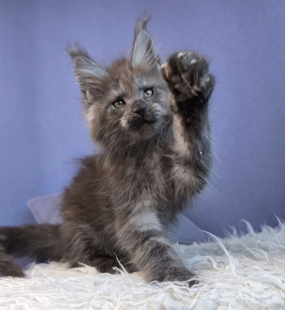 Malec Maine Coon  Male (Available) $3250