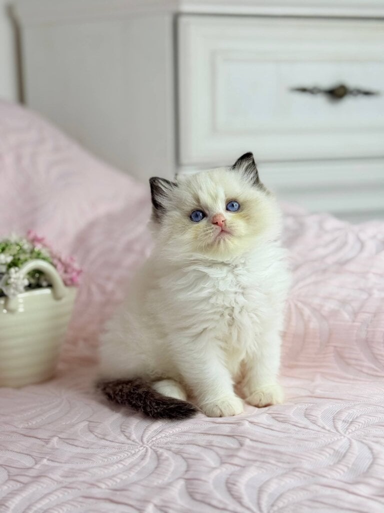 Lola Ragdoll Female (Available) $3500
