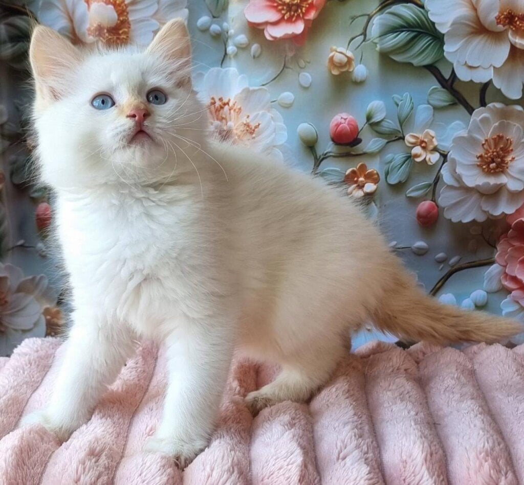 Tomas Siberian  Male (Available) $2800