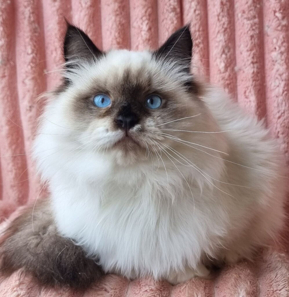 Potap Siberian Male (Available) $2950