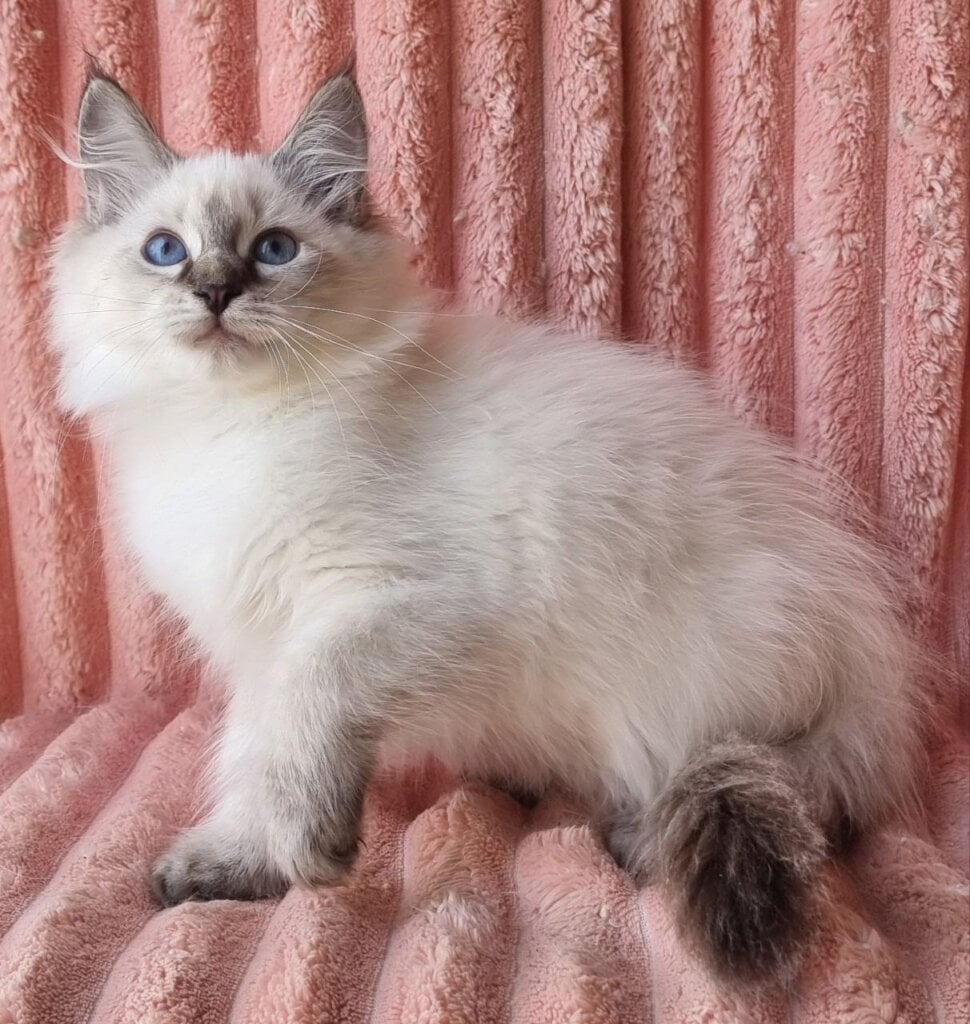 Tosya Siberian Female (Available) $3000