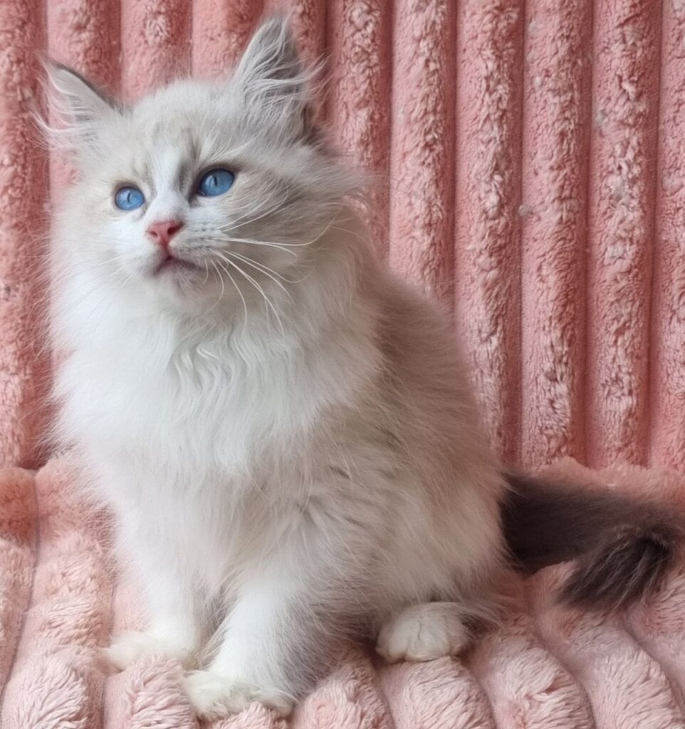 Uliyan Siberian Male (Available) $3000