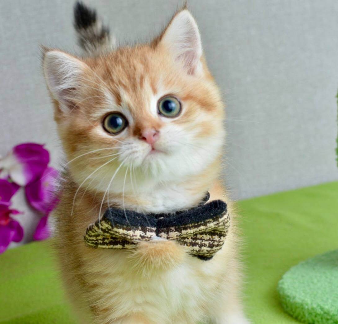 Nico  Scottish Straight  Male (Available) $2650