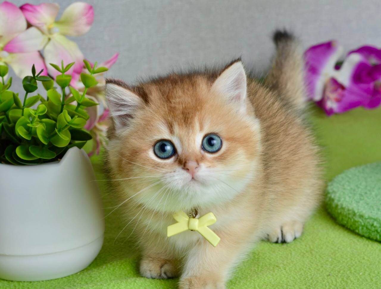 Olivia British Shorthair  Female (Available) $2700