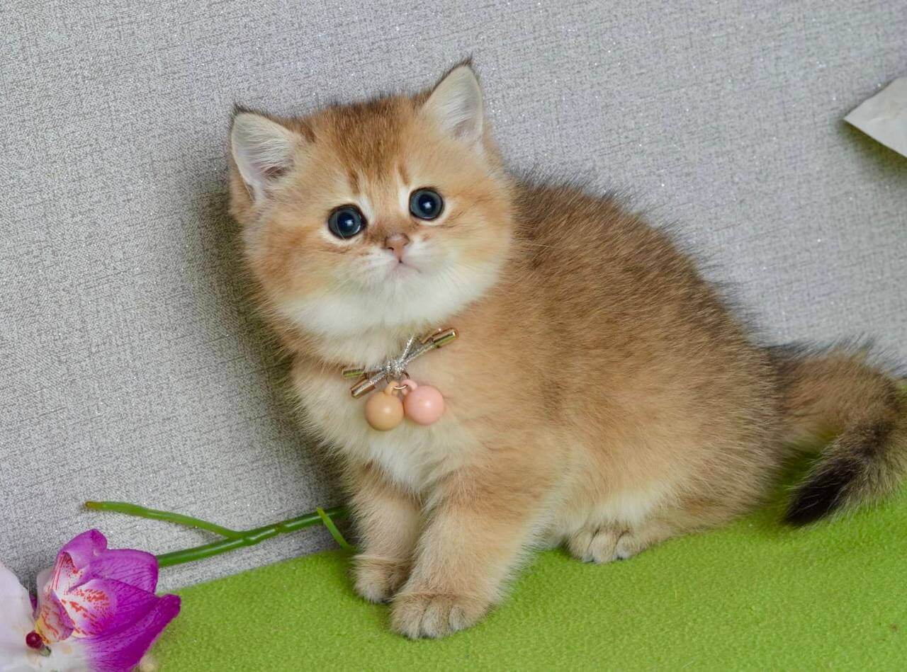 Odri British Shorthair Female (Available) $2700