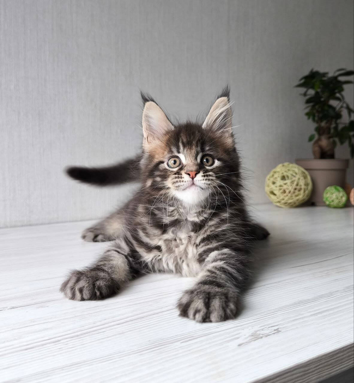 G*Hector  Maine Coon  Male (Available) $3100