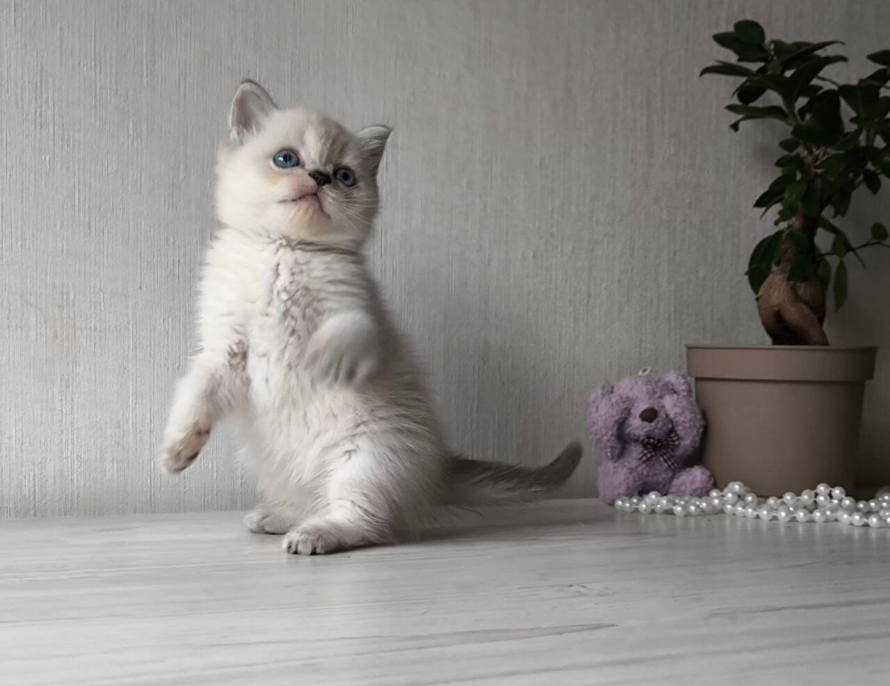 Hani Scottish Straight  Female (Available) $2700