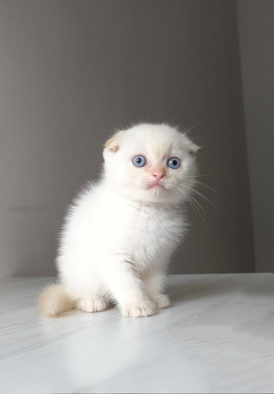 Heart Scottish Fold Male (Available) $2750
