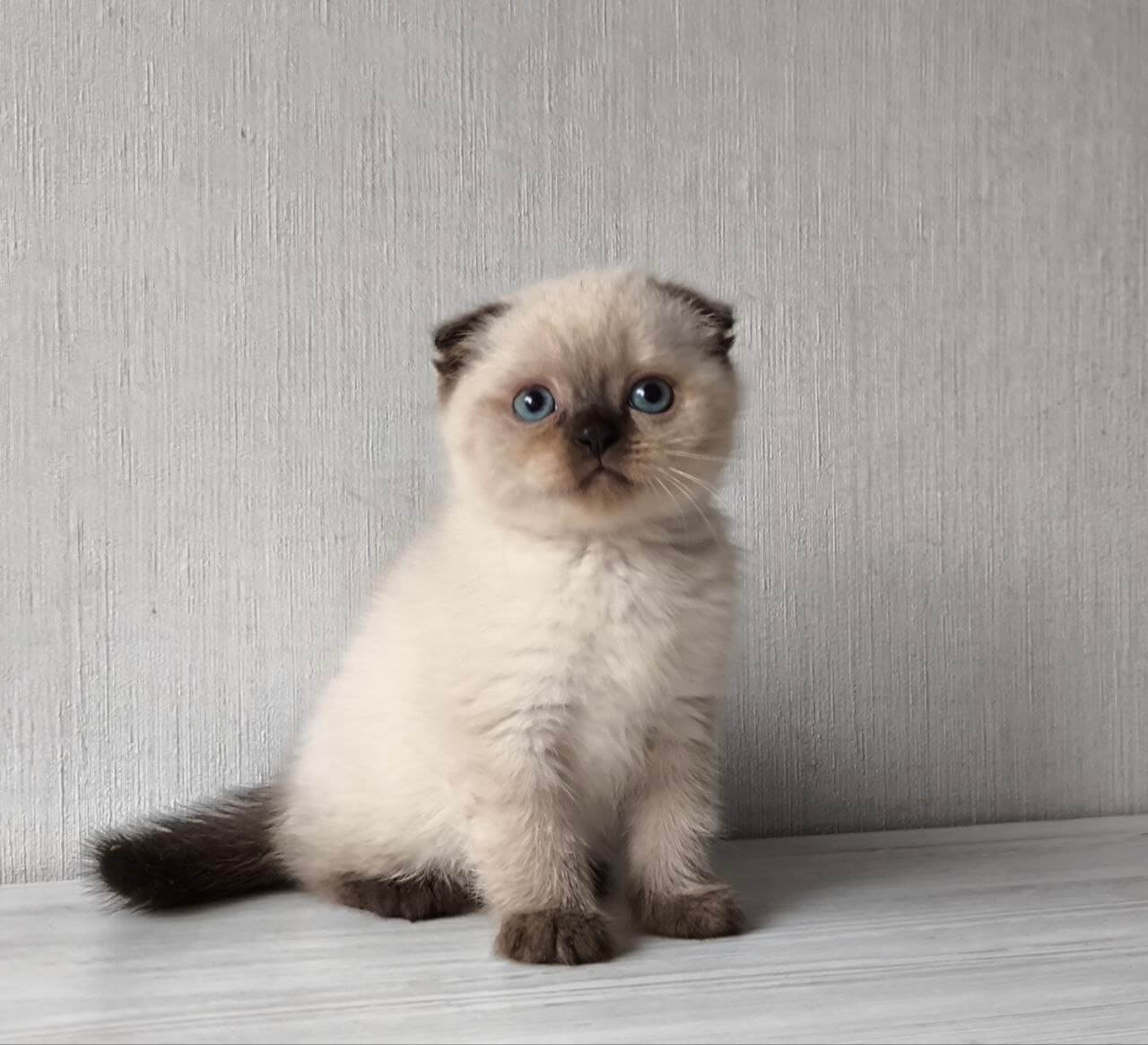 Hunter Scottish Fold Male (Available) $2750