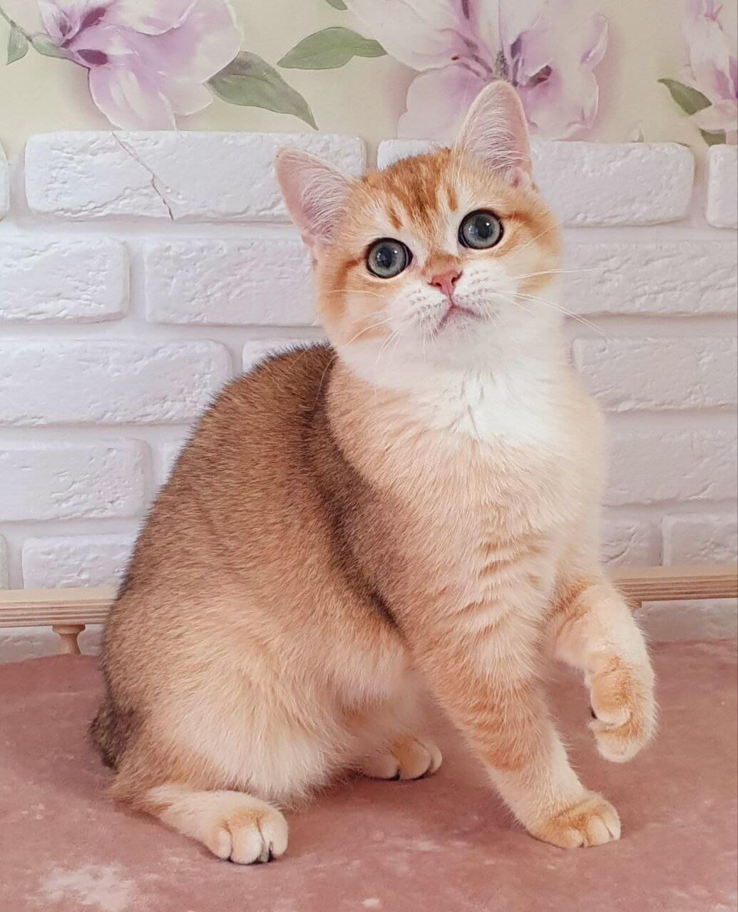 Ruzana British Shorthair  Female (Available) $2600