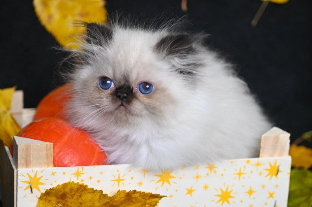 Noris Persian Male (Available) 50 - photo 1