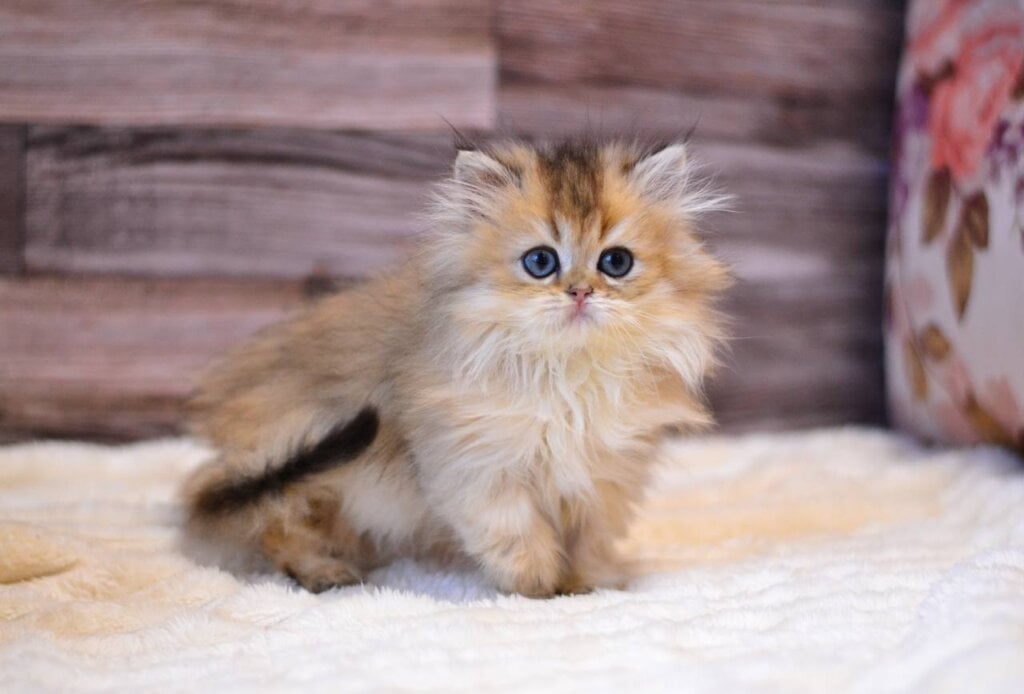 Yara British Longhair  Female (Available) 00 - photo 1