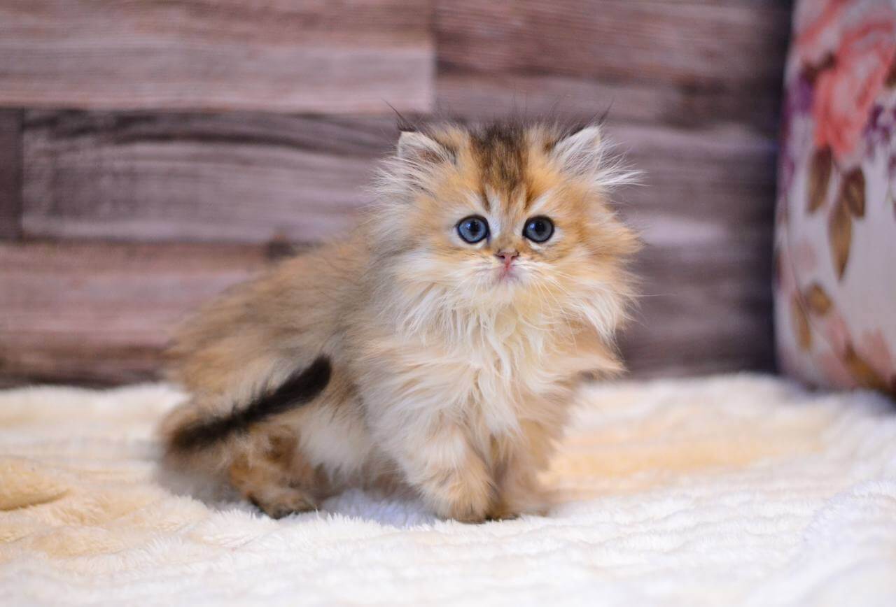 Yara British Longhair  Female (Available) $2900