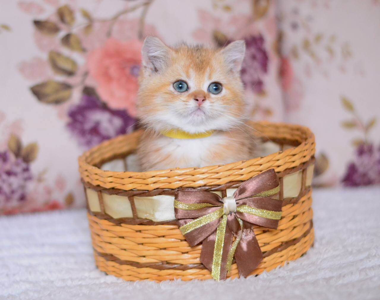 Yummy British Shorthair  Male (Available) $2650