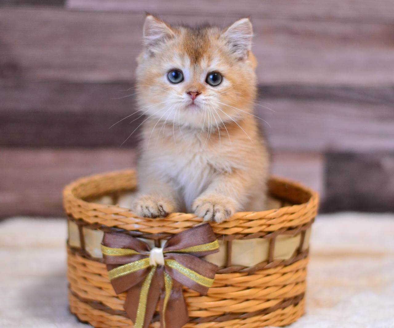 Yoshi British Shorthair  Male (Available) $2700