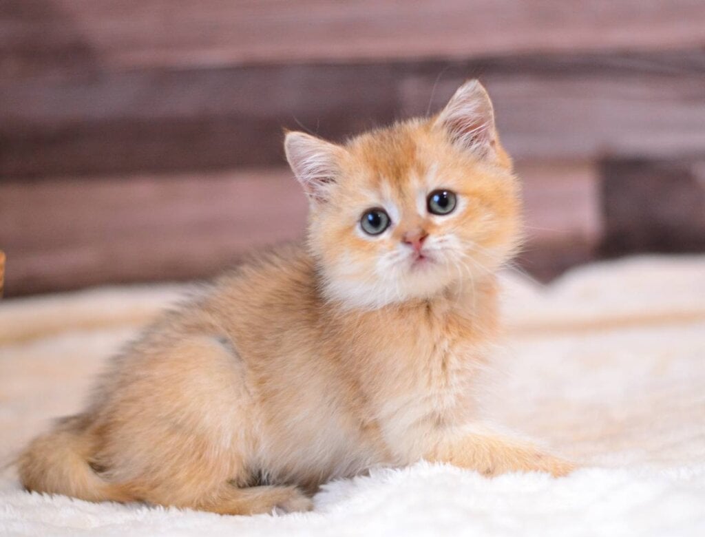 Yarik British Shorthair Male (Available) 50 - photo 1