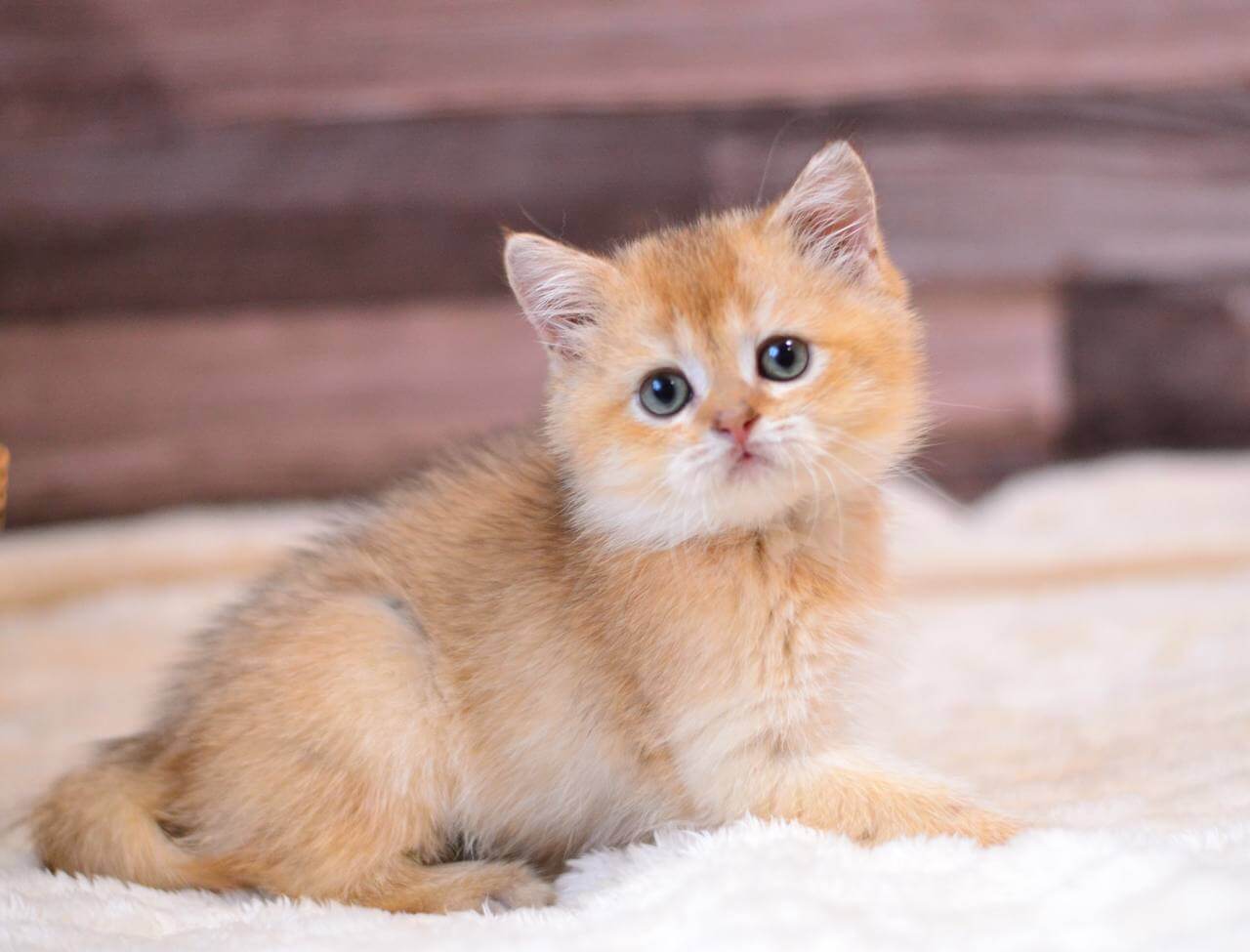 Yarik British Shorthair Male (Available) $2650