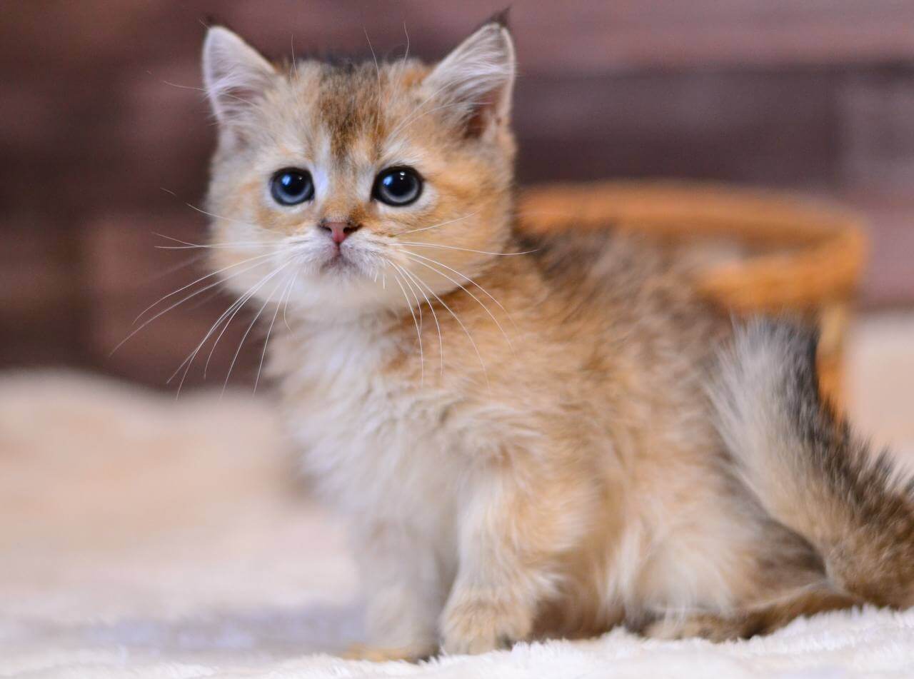 Yago  British Shorthair  Male (Available) $2650