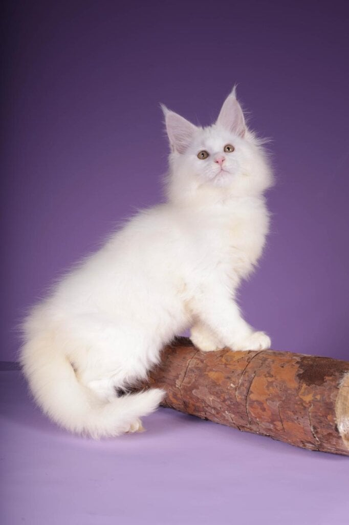 Paloma Maine Coon Female (Available) 50 - photo 1