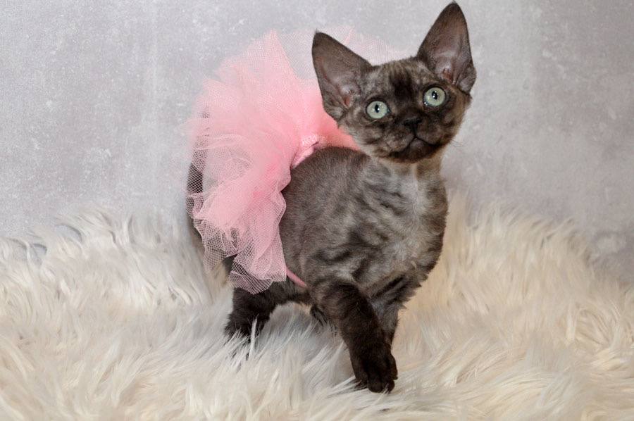 Jasja  Devon Rex Female (Available) 00 - photo 1