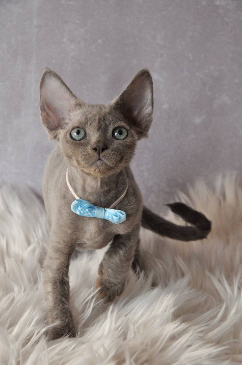 Mozart Devon Rex Male (Available) $3000