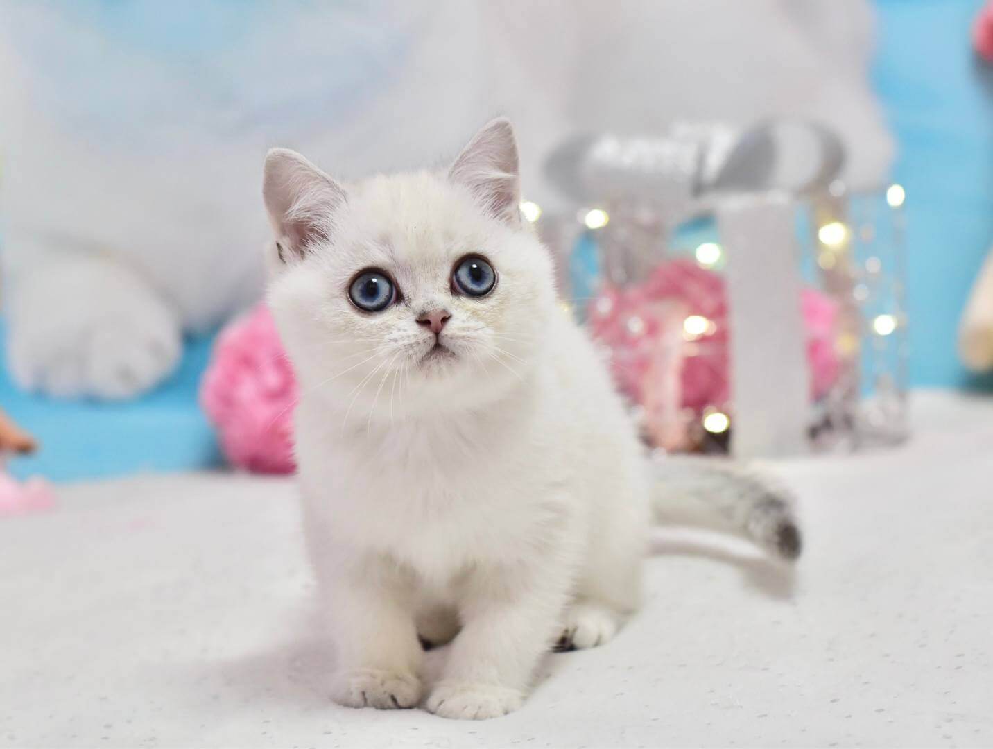 Dior British Shorthair Male (Available) $2650