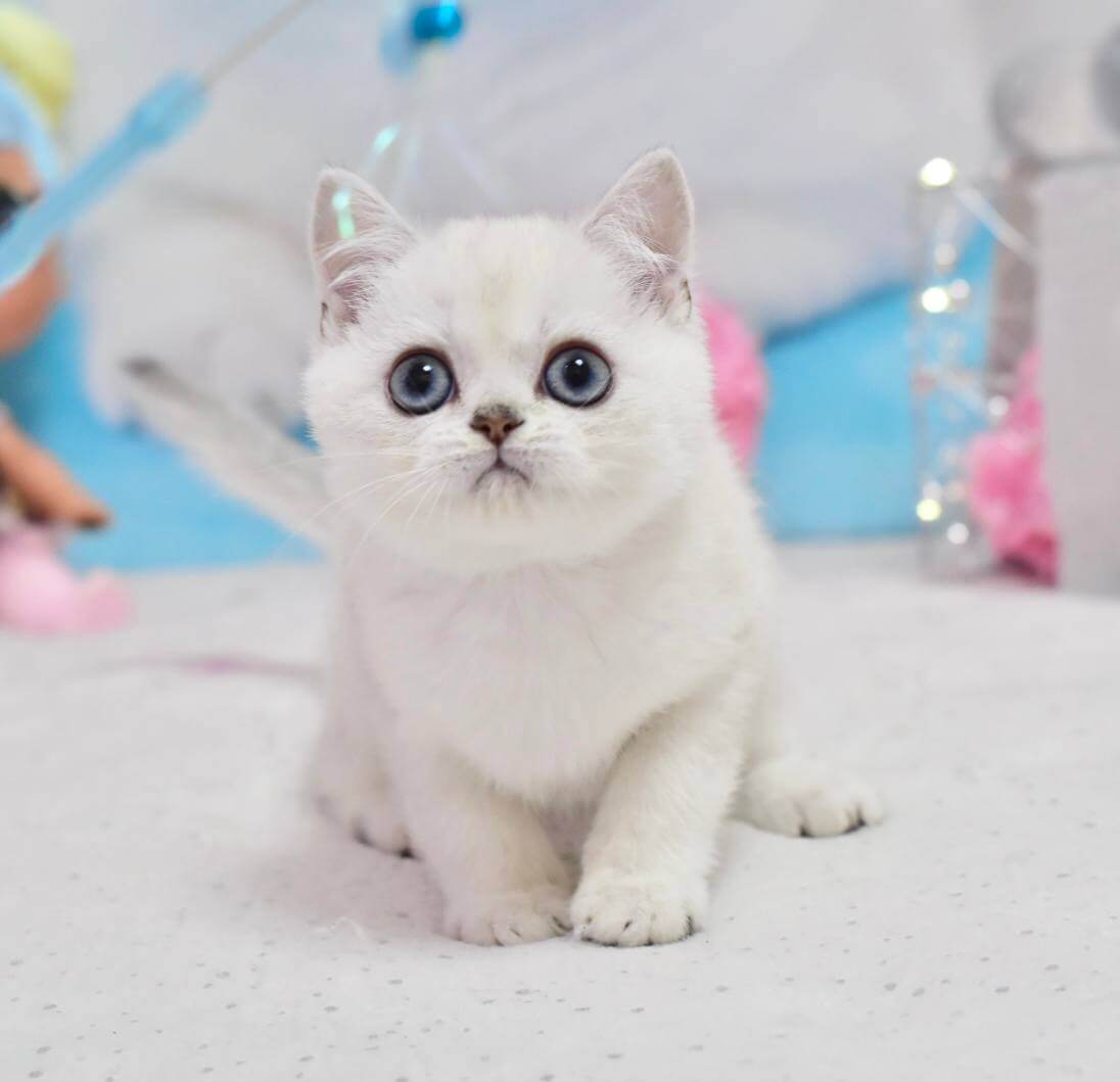 Diamond British Shorthair Male (Available) $2650