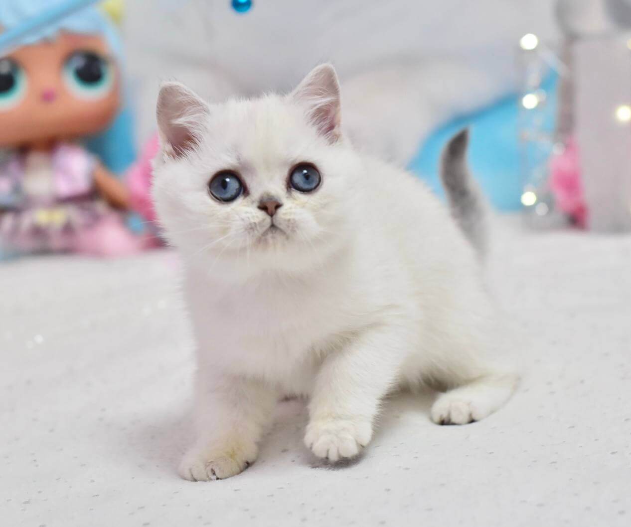 Dzholly British Shorthair Female (Available) $2850