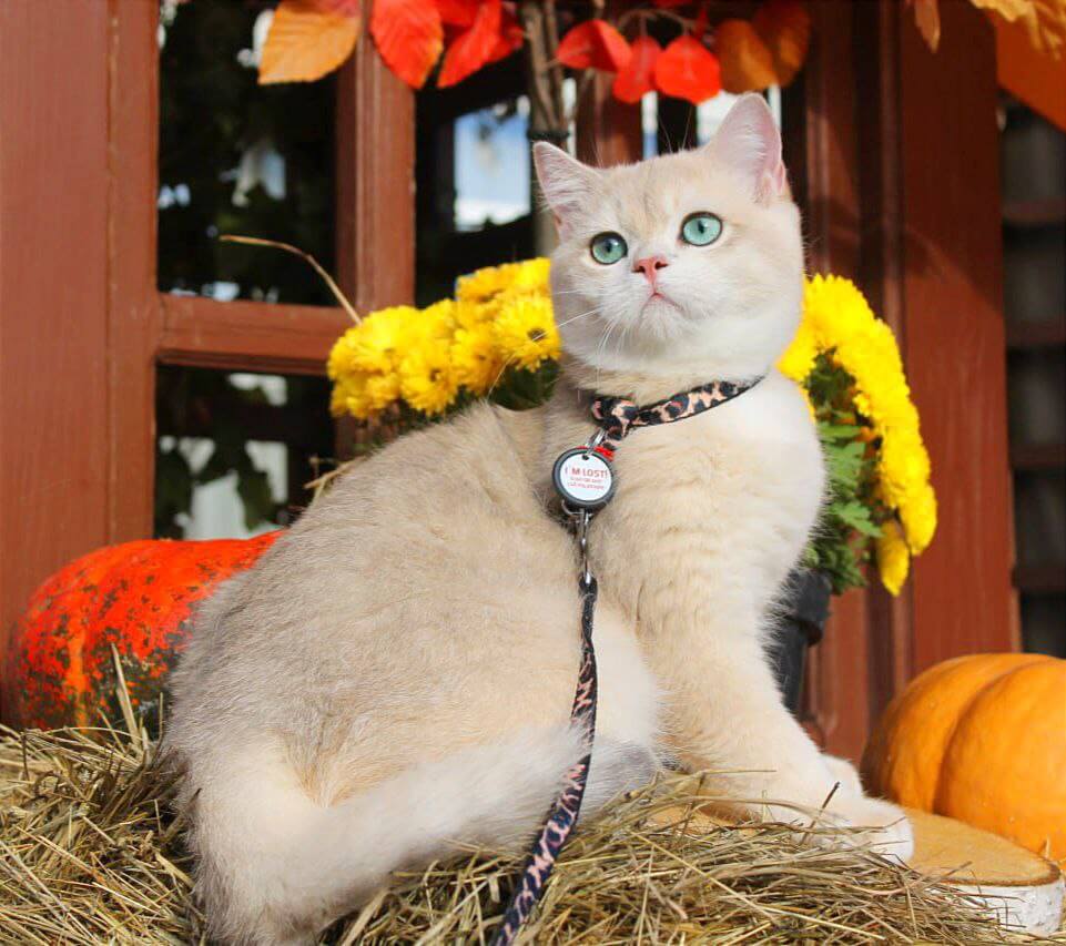 Syltan British Shorthair  Male (Available) $3100