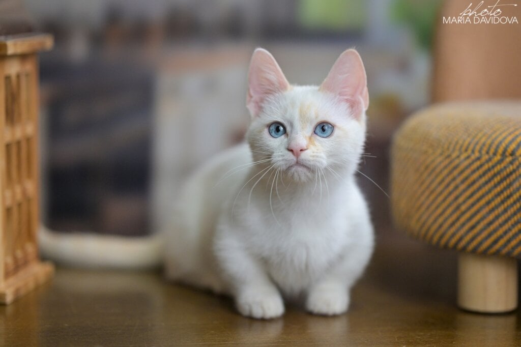 Fenty Munchkin Male (Available) $4100