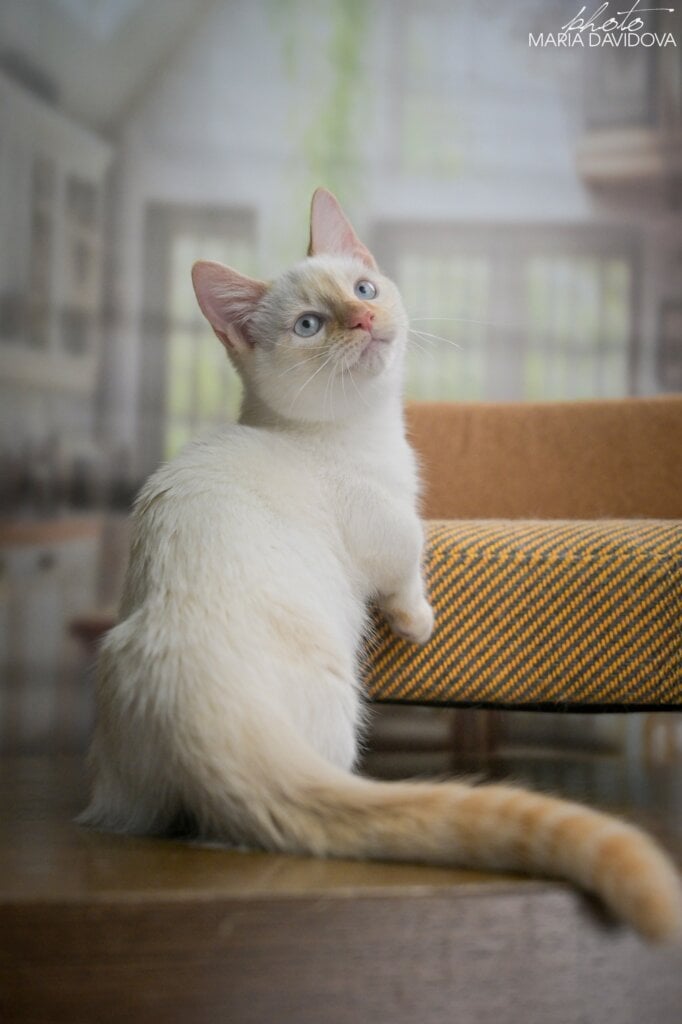 Farhad Munchnin Male (Available) $3700