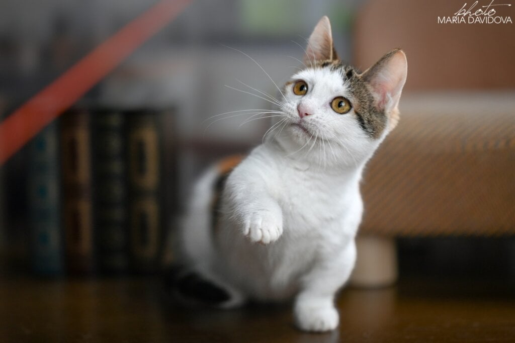 Glasha Munchkin  Female (Available) $3700