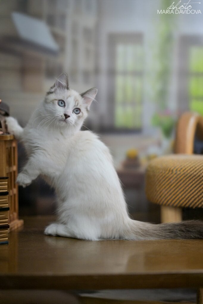 Borisfen Munchkin Male (Available) $3900