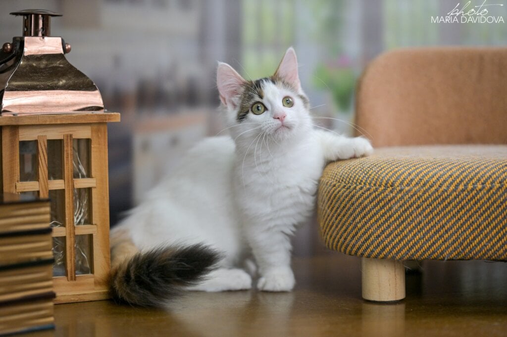 Estrelita Munchkin Female (Available) $3500