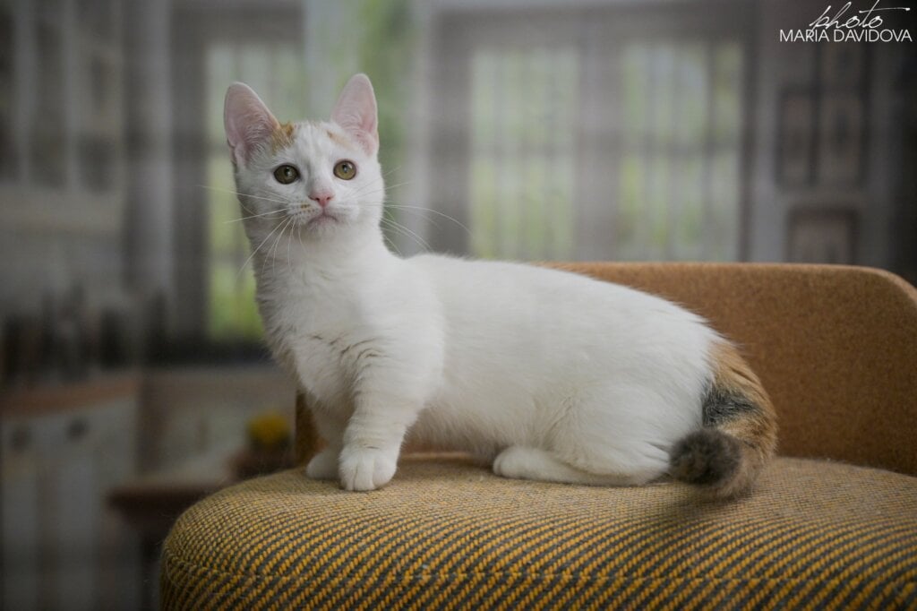 Esmina Munchkin  Female (Available) $3500