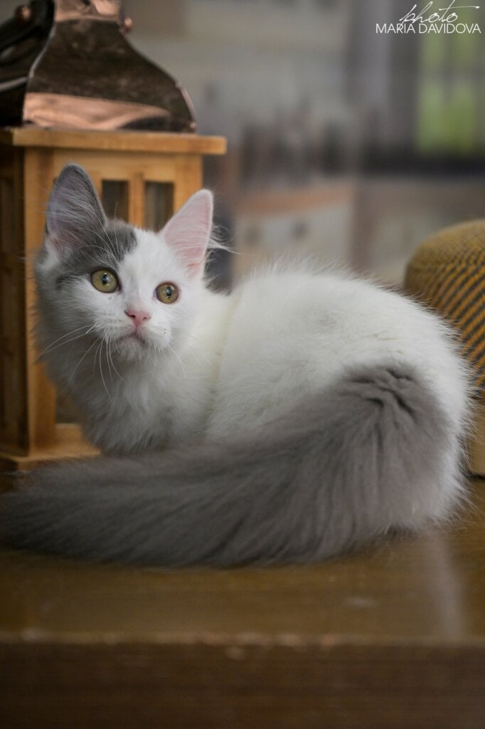 Teodoro Munchkin Male (Available) $3500