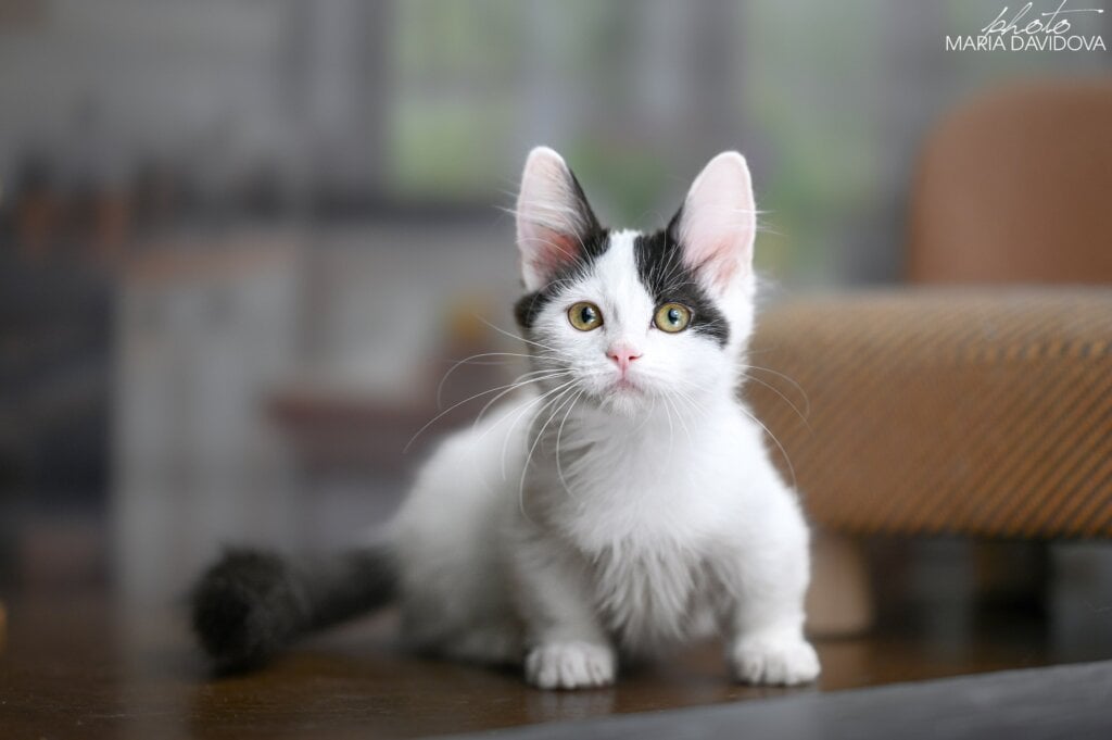 Teresa Munchkin  Female (Available) 00 - photo 1