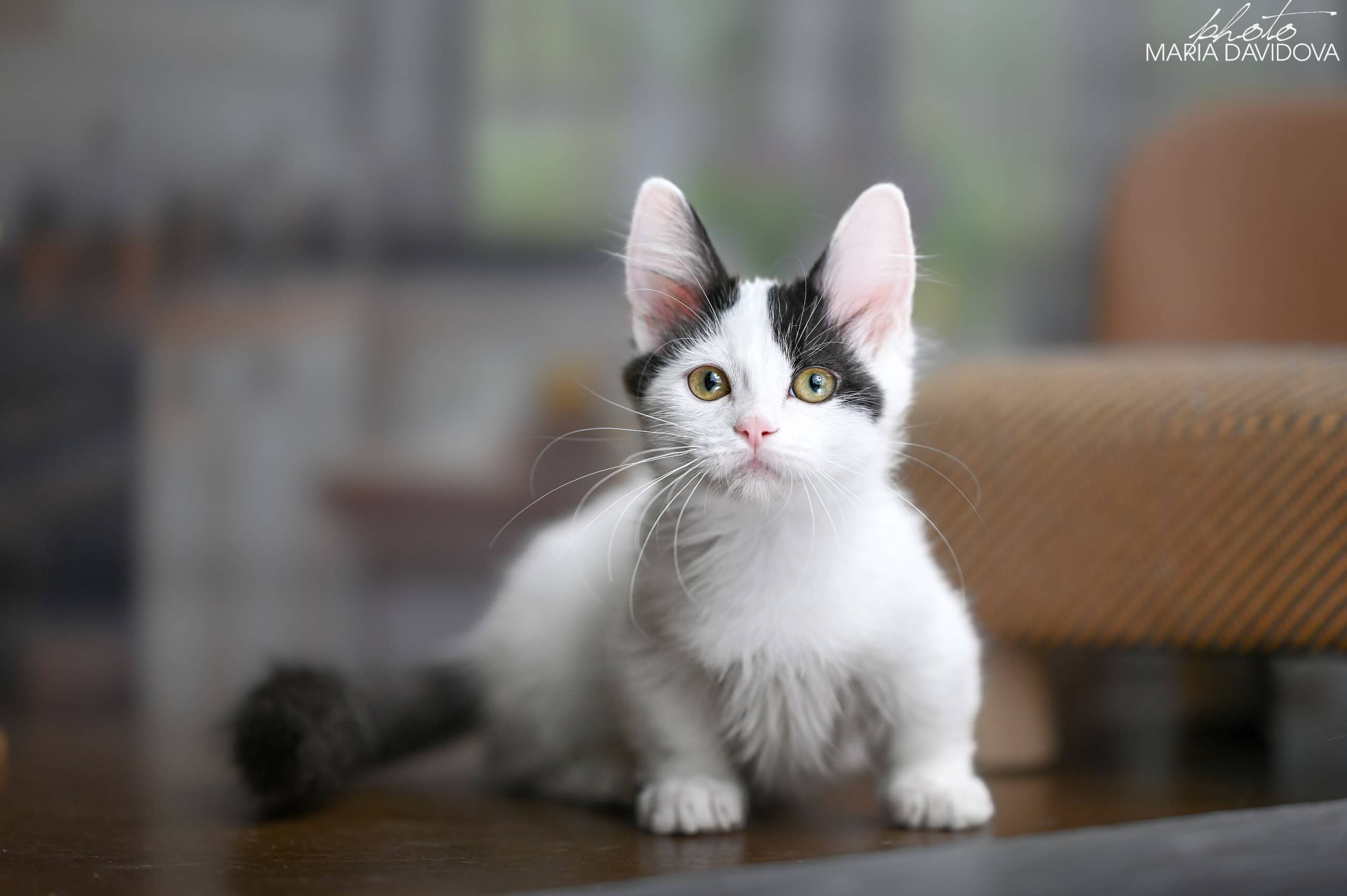 Teresa Munchkin  Female (Available) $3500