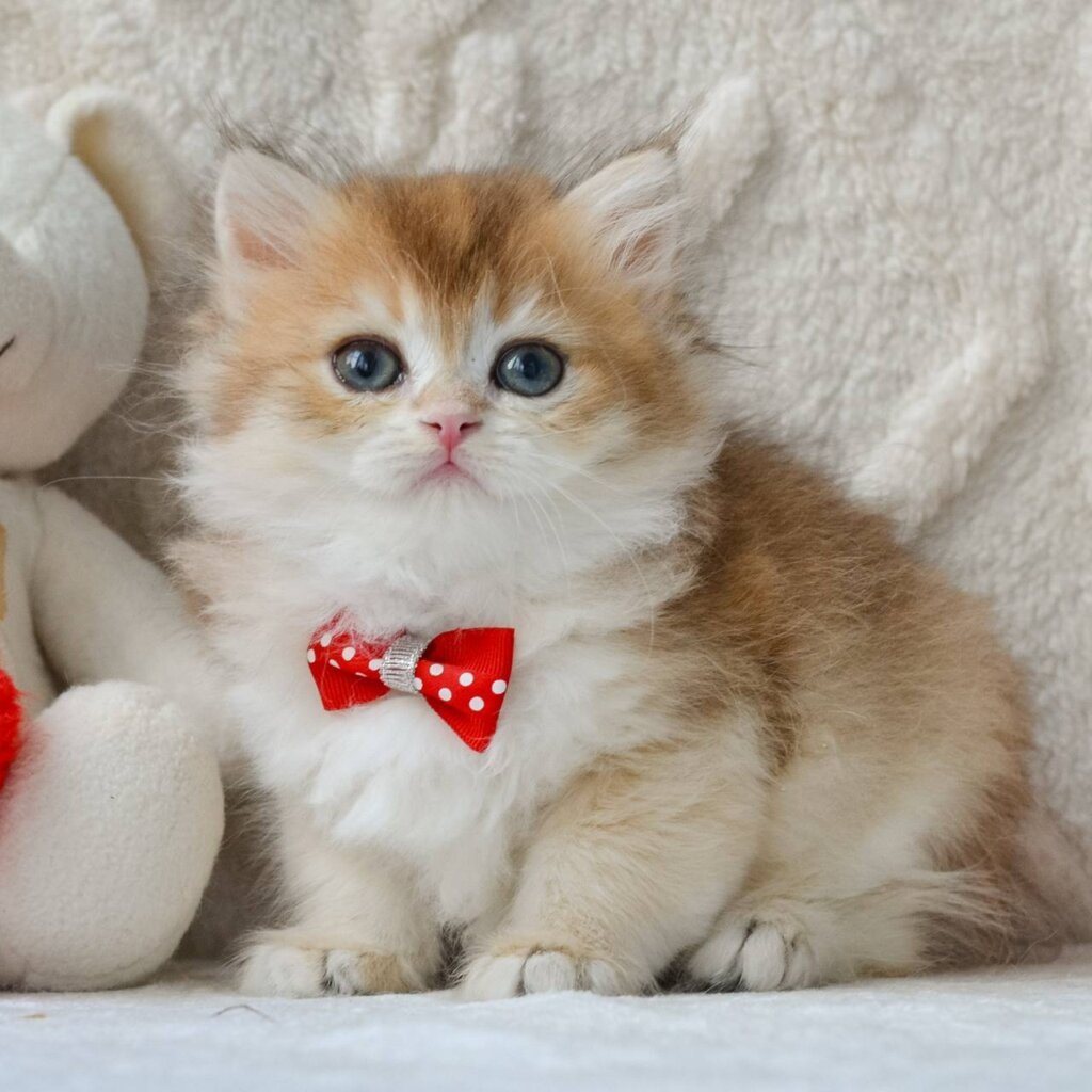 Nemo British Longhair  Male (Available) 00 - photo 1