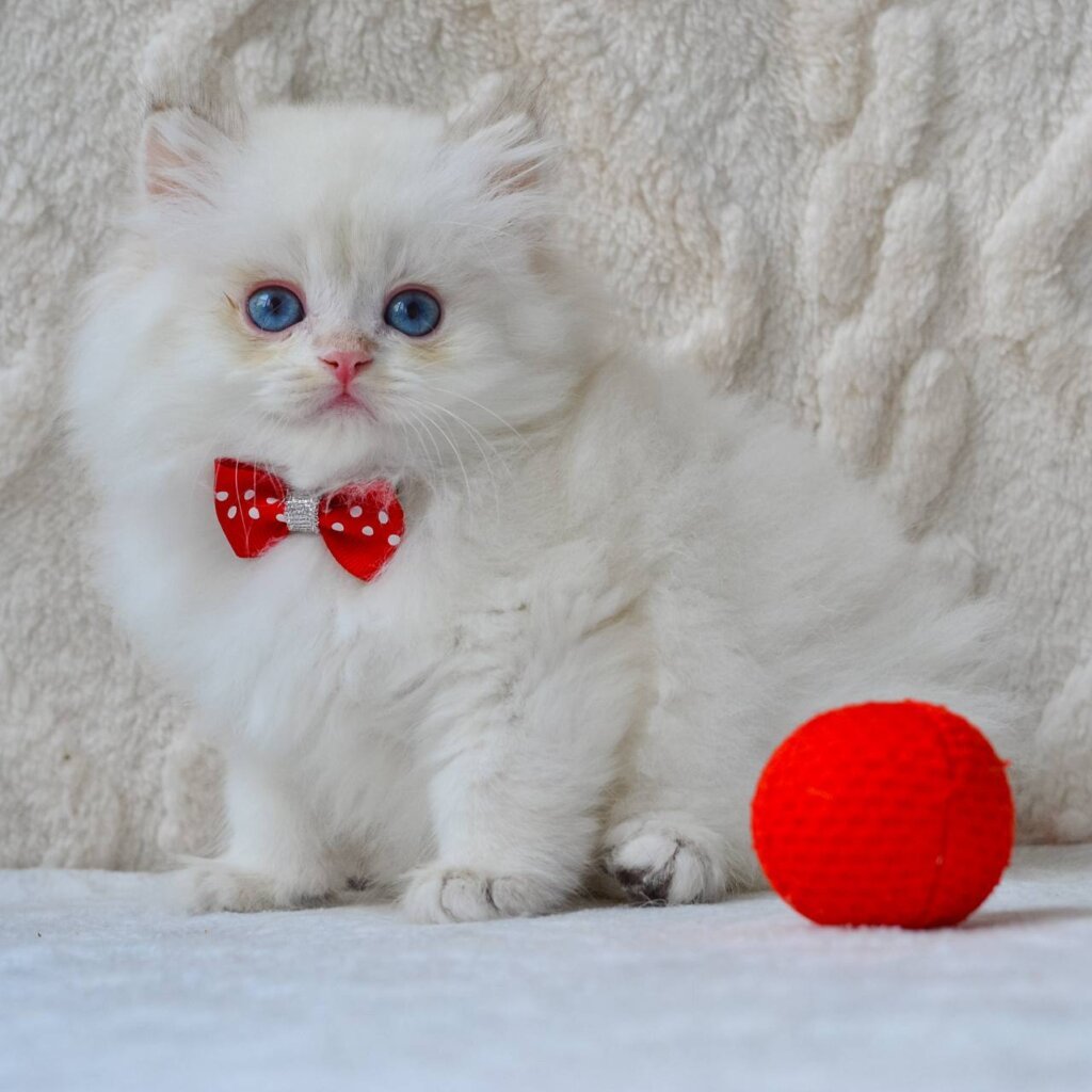 Norton British Longhair Male (Available) 00 - photo 1