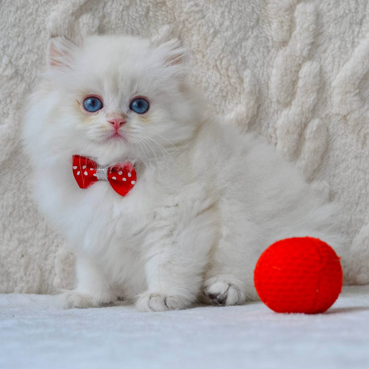 Norton British Longhair Male (Available) $2700