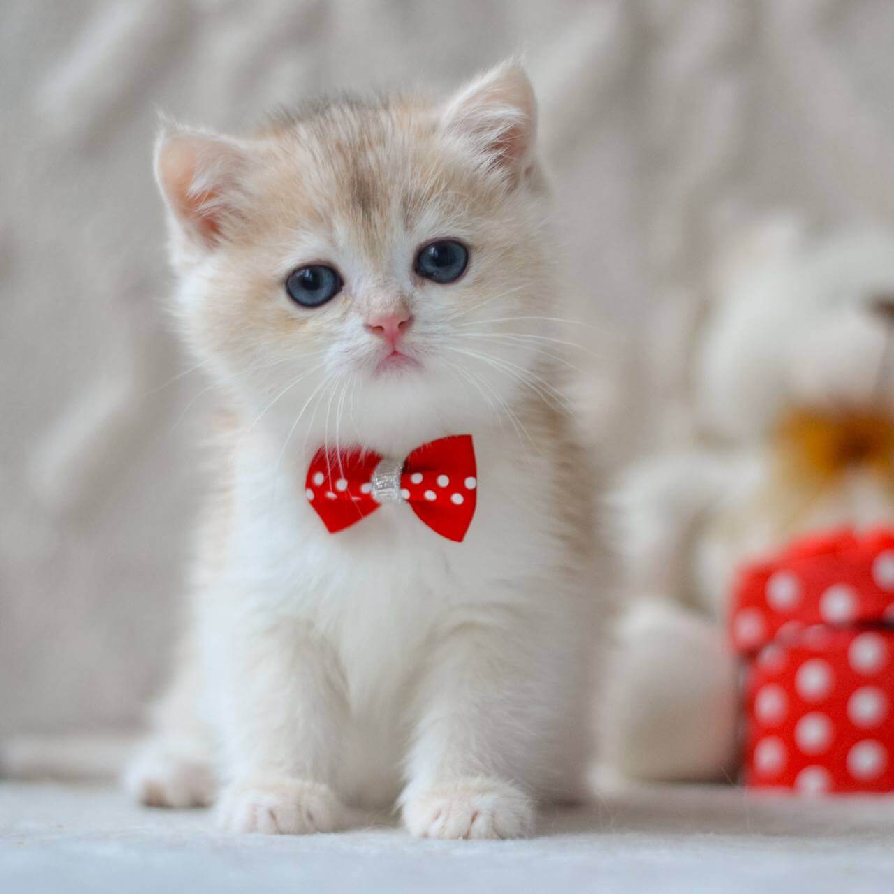 Niko British Shorthair  Male (Available) $2750