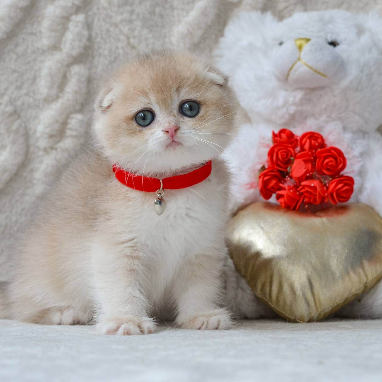 Marco Scottish Fold  Male (Available) $2900