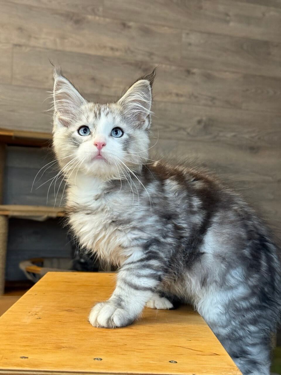 Odissey Maine Coon Male (Available) $4450